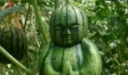 佛山吃瓜爆料事件真相,揭秘背后真相，还原事件全貌